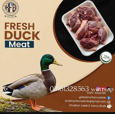 ducks and rabbit meat