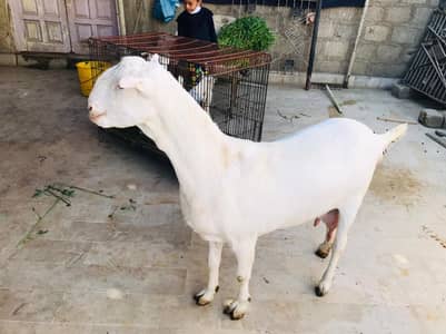 All Bakra Setup For Sale 03452176033 | Goat For Sale