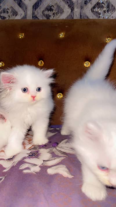 persian kittens | persian Triple coated Kittens | Kittens For Sale