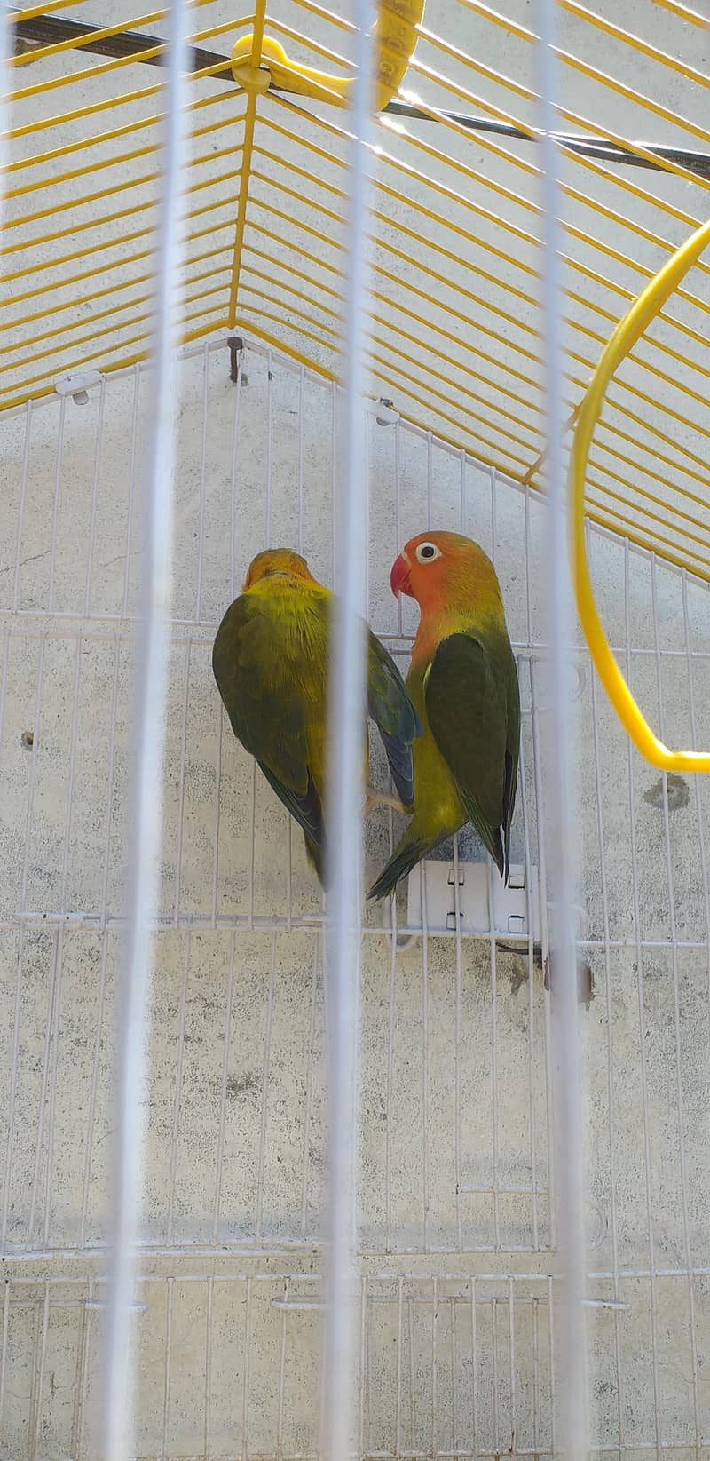 home pair 4