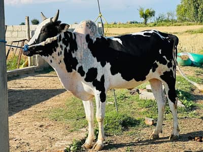 healthy desi bulls for qurbani