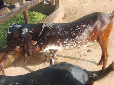 qurbani ka lia