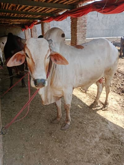 Qurbani Janwar | Bull | Bachra | بچرا | cow for sale