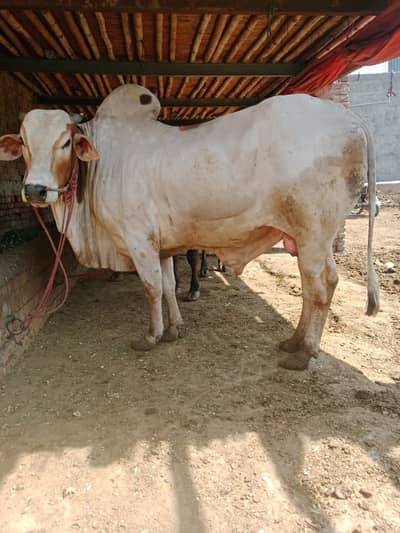 Qurbani Janwar | Bull | Bachra | بچرا | cow for sale