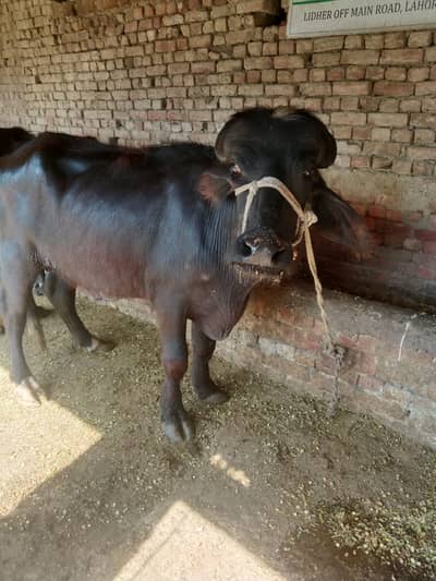 2 dant | katta | Nili-Ravi buffalo| Sahiwal bulls | Qurbani janwar
