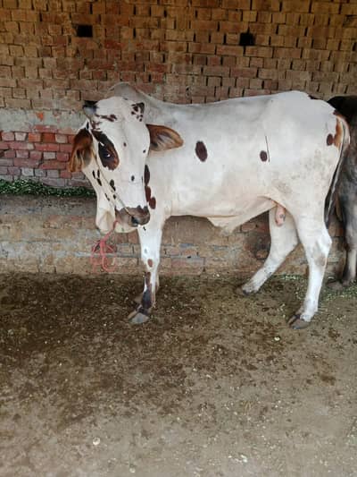 Cow |  2 dant | گائے | Qurbani janwar 2026