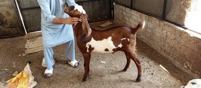 2x Goats available.  60k & 70k