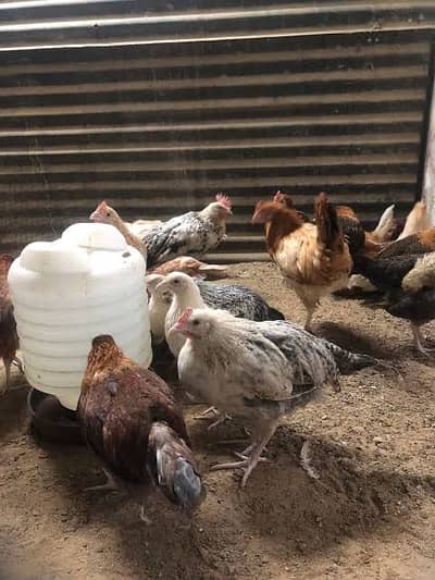 Chicks Available for sale