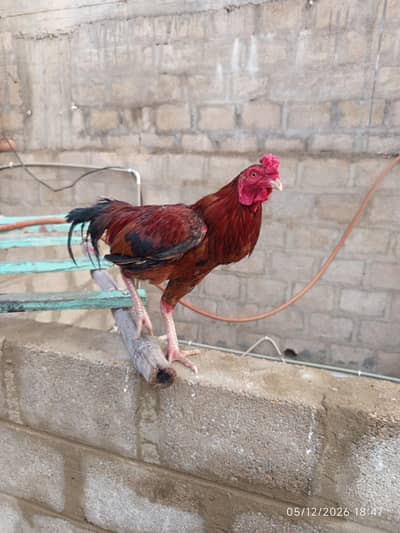 hen pair