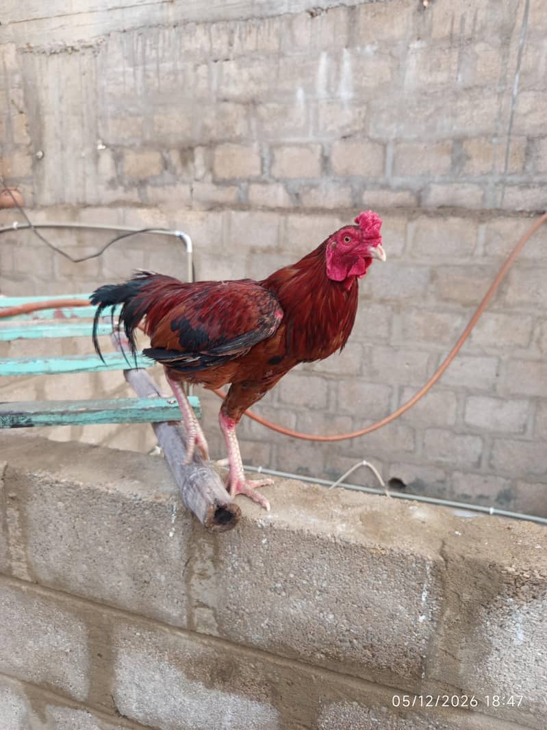 hen pair 0