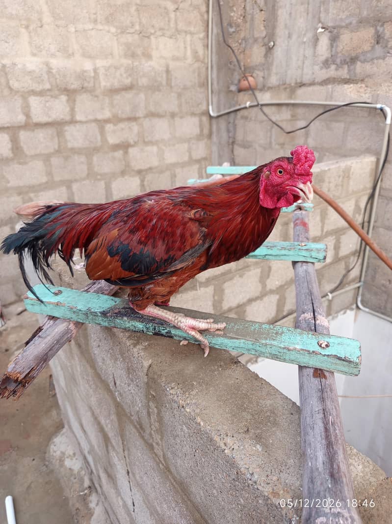 hen pair 1