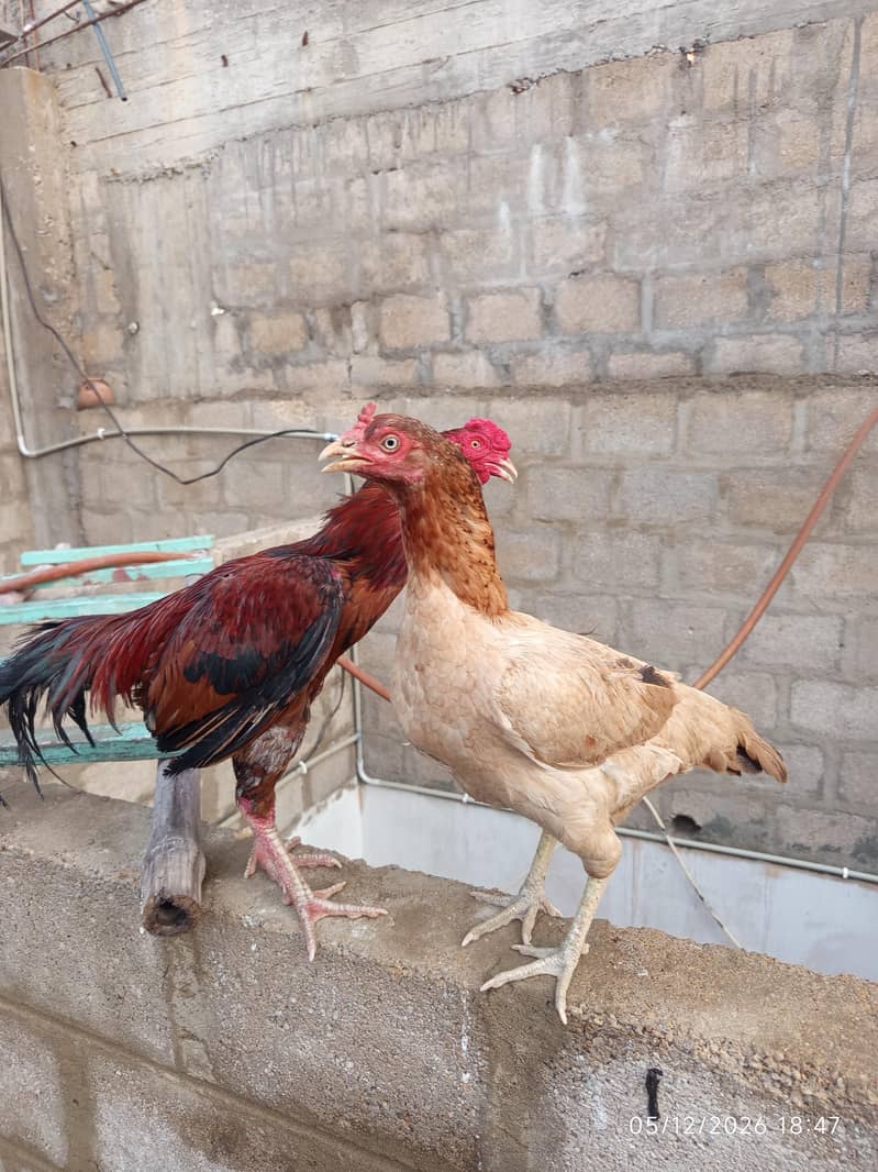 hen pair 3
