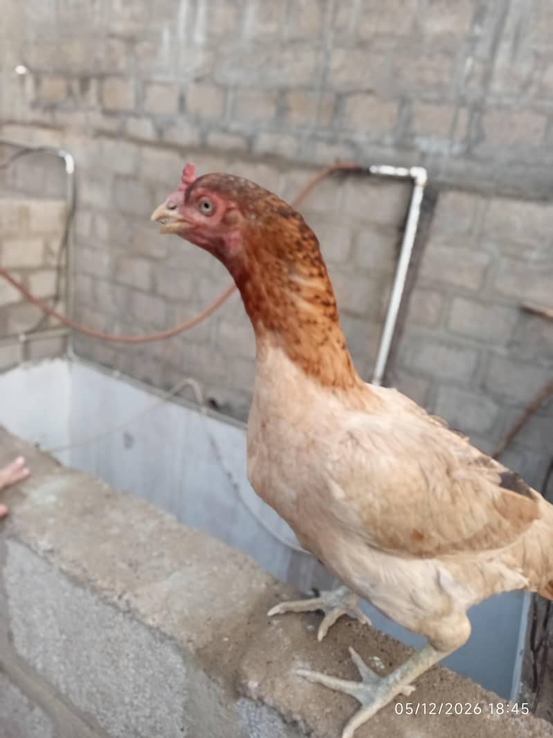 hen pair 4