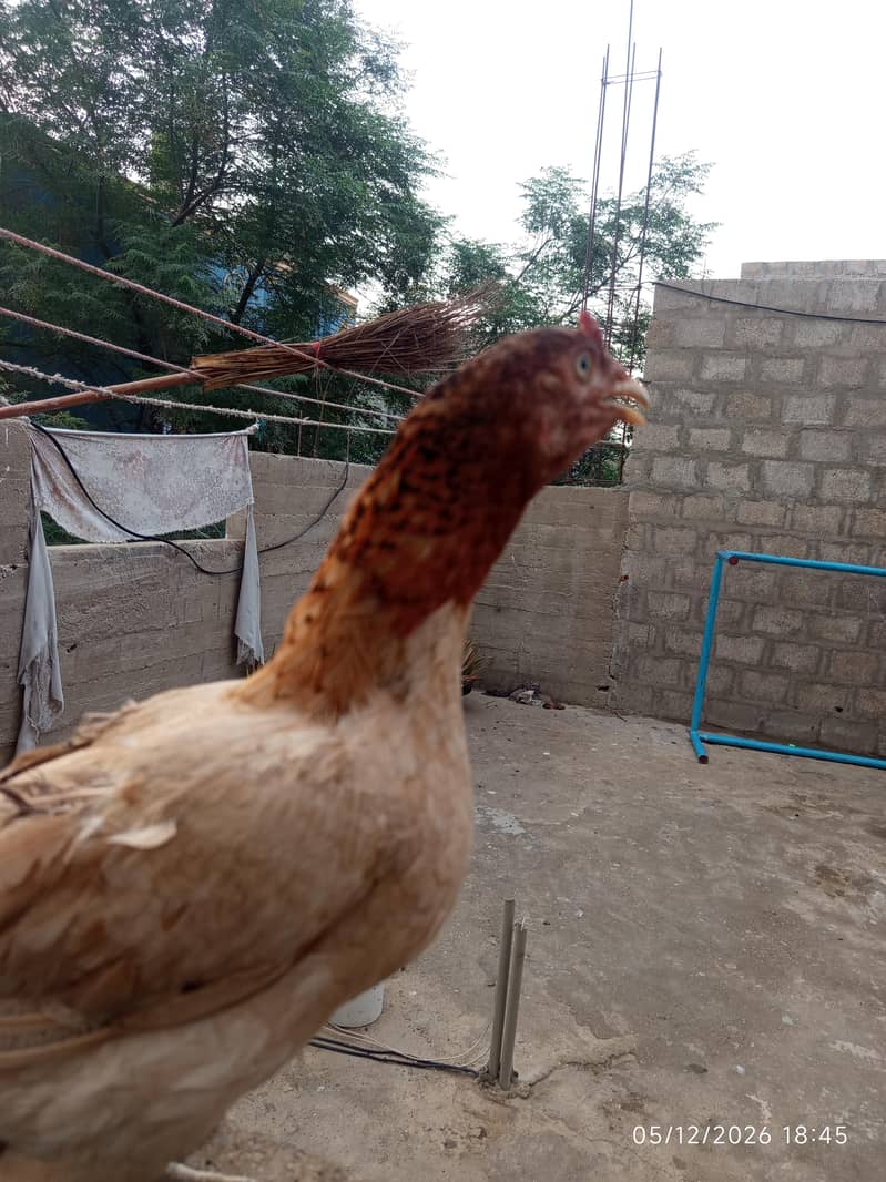 hen pair 5