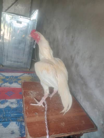 white aseel