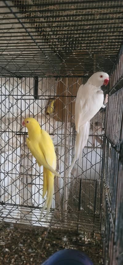 white and yellow  breader pair