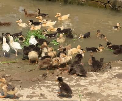 ducks for sale