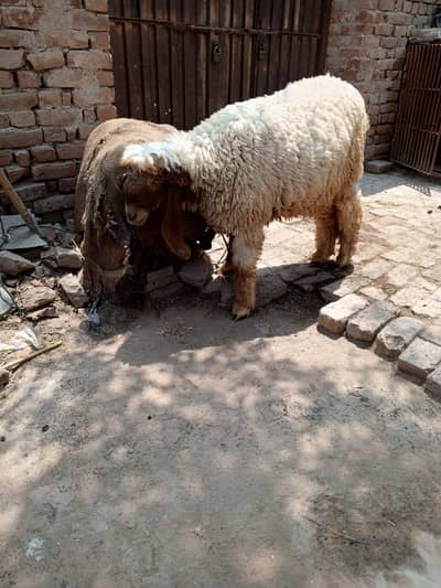 4x Sheep for sale