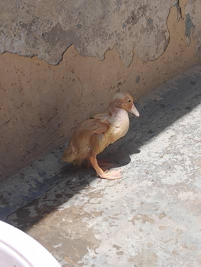 Desi White Duck Chicks