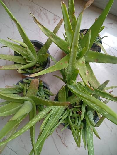 Fresh aloe Vera