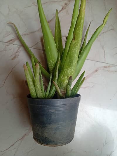 Fresh aloe Vera