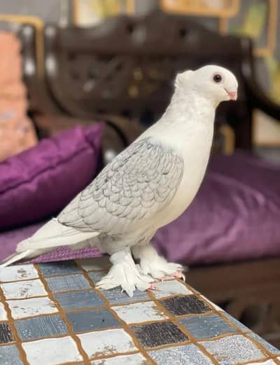 pigeon