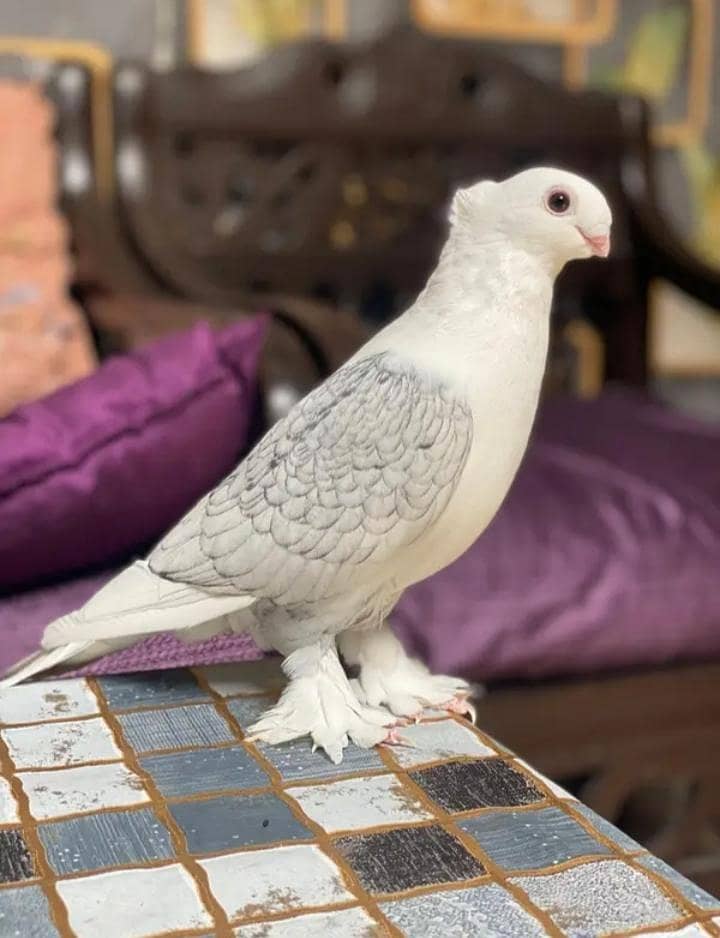 pigeon 0