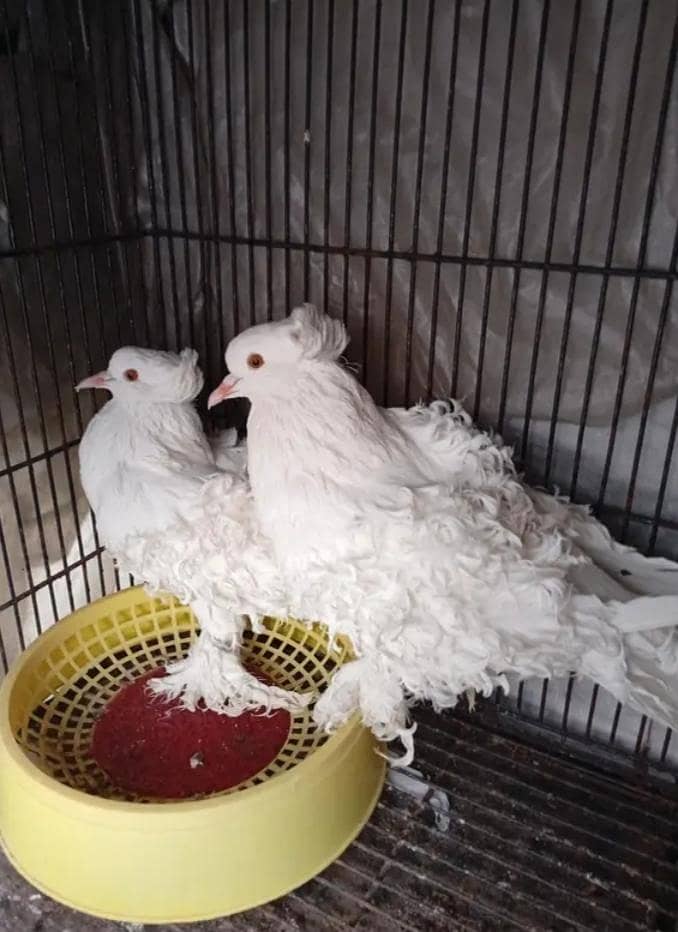pigeon 1