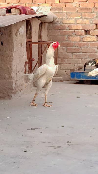 pure white German Shamo male
