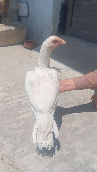 mainwali aseel pathy