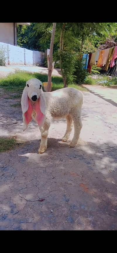 Kajla|Chatra |Bakra |