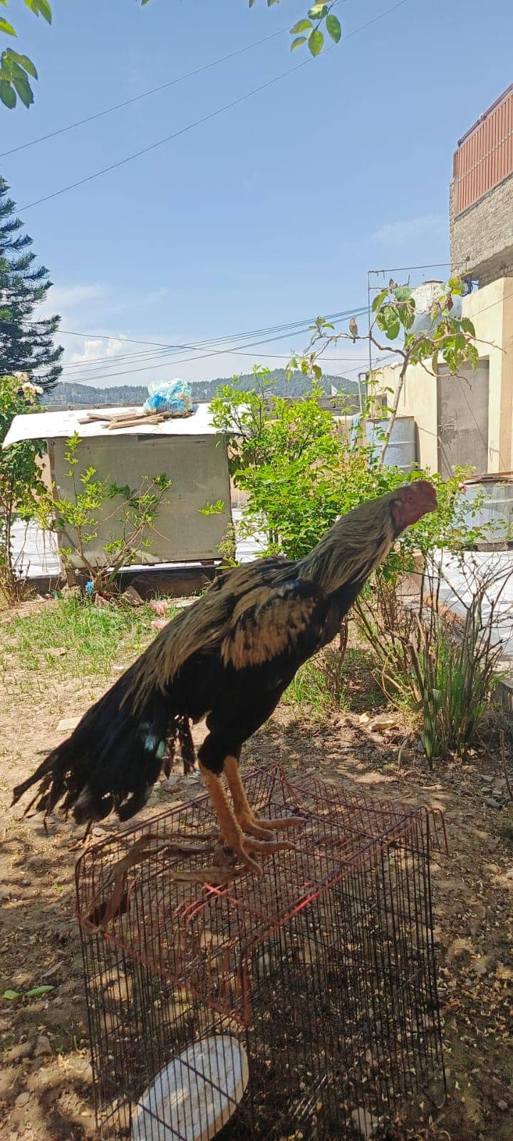 Parrot Peak 4