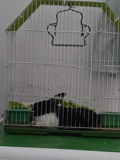 black and white color cute rabbit