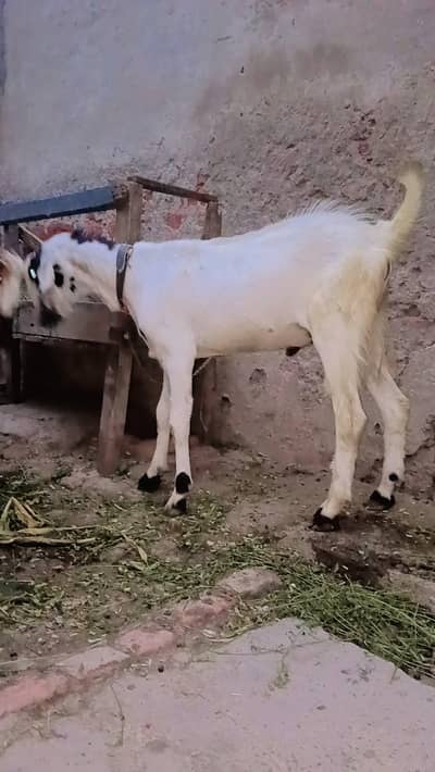 pure Desi Bakra