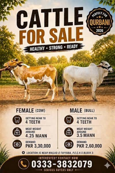 Qurbani animals for sale in PECHS Block 2