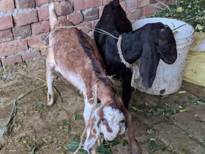 Maki Chenni or Dasi ka Crose Bakri For sale 03261055540_03047949297