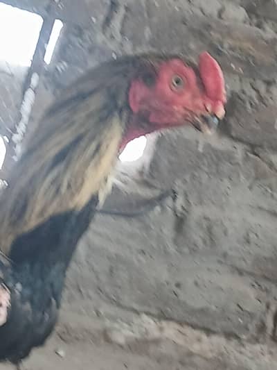 perrot beak