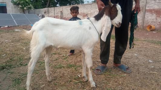 Qurbani K Liay Goat | Bakra | Sheep | Chatra | Eid Sale | wacha |waida