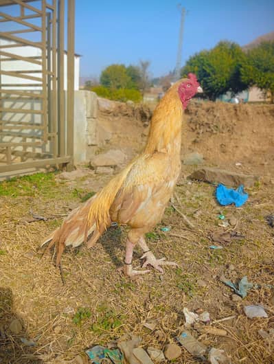aseel murga for sale