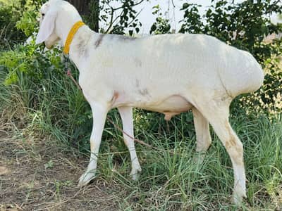 Sheep male