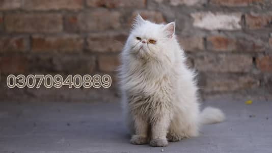 Piki male cat