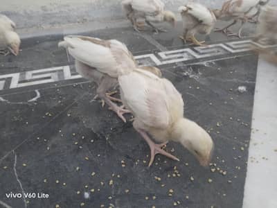 Aseel chicks / Heera