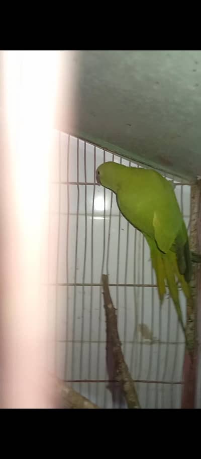 ringnack pair with cage 03100278347