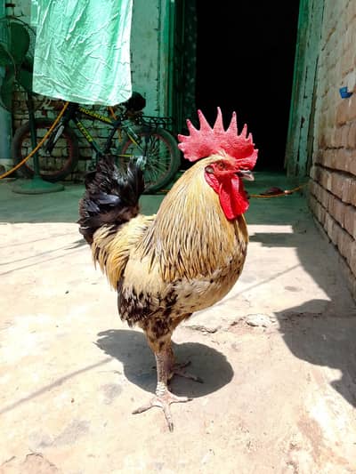 one year old desi male chicken