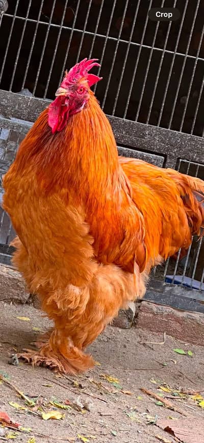 Fancy chicks for sale