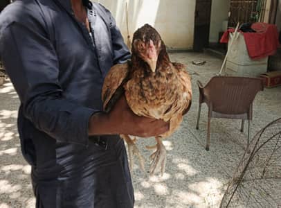 Aseel Kurak Hen Madi