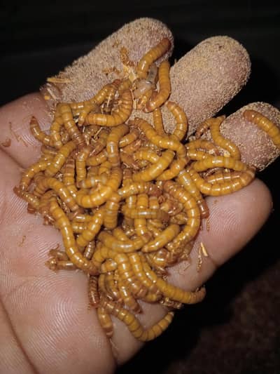 Meal worms Fresh Healthy Available