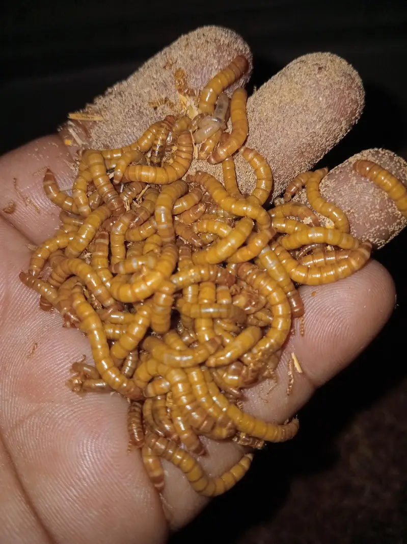 Meal worms Fresh Healthy Available
