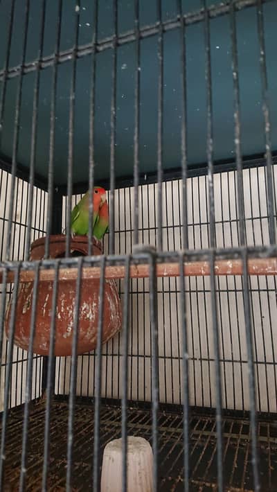 rose face and albino love bird
