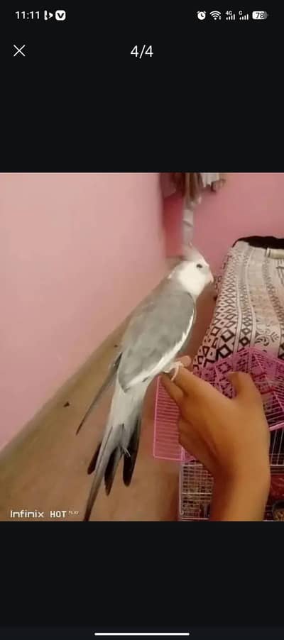 Grey Cocktail White  Face. Breeder Male , Semi tame Urgent sale